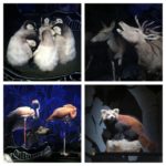 Exposition Nuit au Muséum National d'Histoire Naturelle 5 Exposition Nuit au Muséum National d'Histoire Naturelle 3