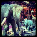 Exposition Nuit au Muséum National d'Histoire Naturelle 8 Exposition Nuit au Muséum National d'Histoire Naturelle 6