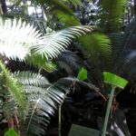 Alexis Tricoire Hybridations