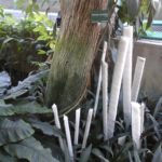 Alexis Tricoire Hybridations