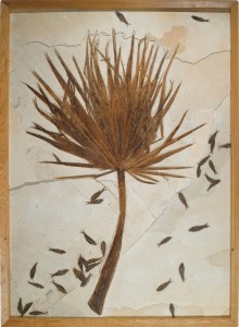 Sotheby's feuille de palmier fossilisée