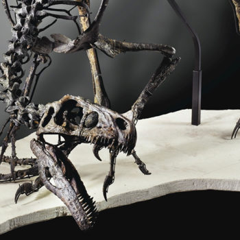 Vente Histoire Naturelle Sotheby's