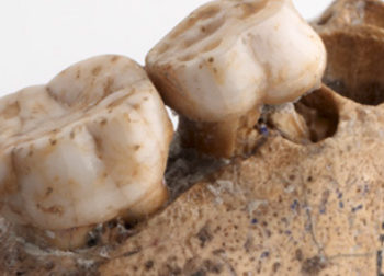 Philippe Forest - L'enfant fossile