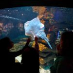 La Cité de la Mer à Cherbourg ou le paradis des passionnés du monde marin 11