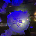 La Cité de la Mer à Cherbourg ou le paradis des passionnés du monde marin 12