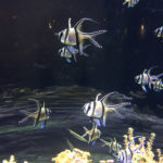 La Cité de la Mer à Cherbourg ou le paradis des passionnés du monde marin 13