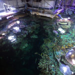 La Cité de la Mer à Cherbourg ou le paradis des passionnés du monde marin 15