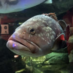 La Cité de la Mer à Cherbourg ou le paradis des passionnés du monde marin 14