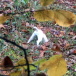 La grotte de Lascaux : la chapelle Sixtine de la préhistoire 1