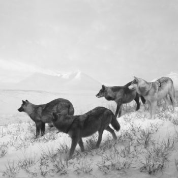 Orchestre des animaux, Fondation Cartier