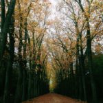 Le château de Chenonceau, un écrin au bord de l’eau 12 L'allée centrale du jardin en automne