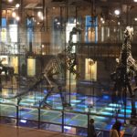 Les Iguanodons de Bernissard