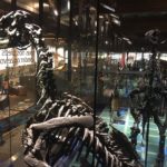 Les Iguanodons de Bernissard