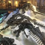 Les Iguanodons de Bernissard tels qu'ils ont été retrouvés