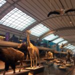 Galerie de l'Evolution