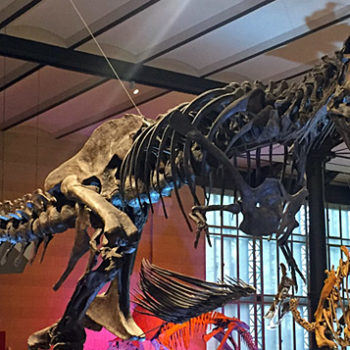 Muséum de Bruxelles