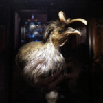 Le surprenant musée de la Chasse et de la Nature 6 Musée de la chasse et de la nature