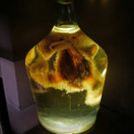 Le surprenant musée de la Chasse et de la Nature 5 Musée de la chasse et de la nature