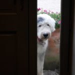 A l'ombre du château