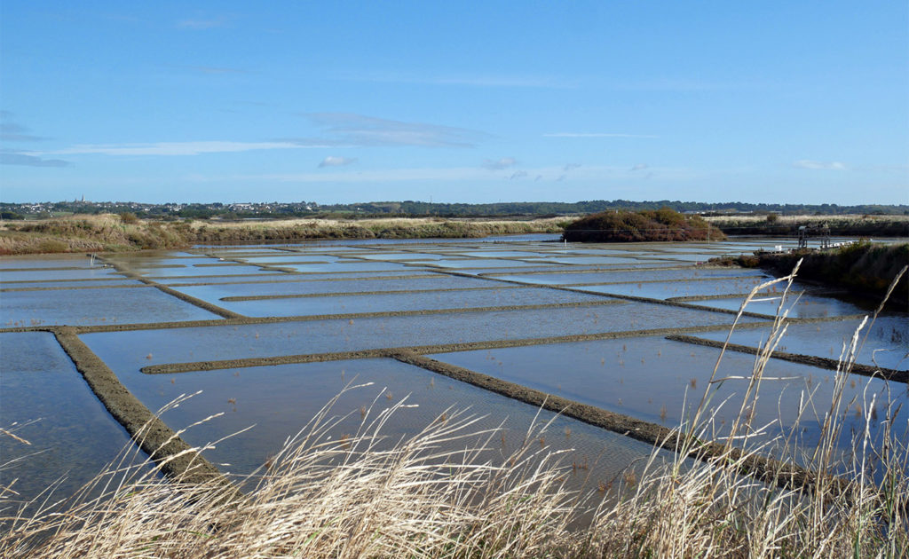 Marais Salants