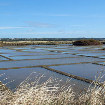 Marais Salants
