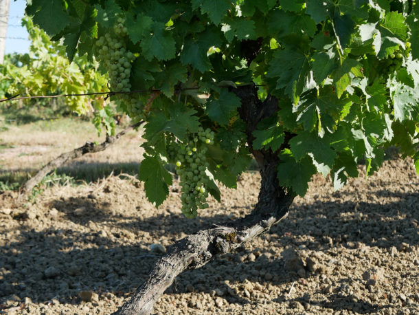 How cognac is made? - Culturez-vous