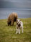 Les moutons et agneaux des Îles Féroé