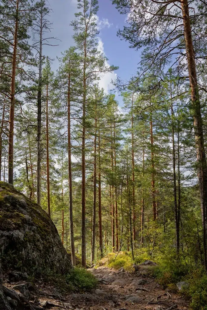 Visiter la région des lacs en Finlande : guide de voyage 20