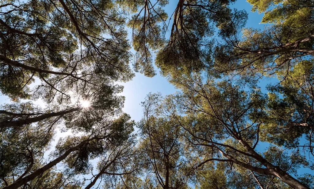 Que faire à Porquerolles ? Guide de voyage entre culture et nature 42