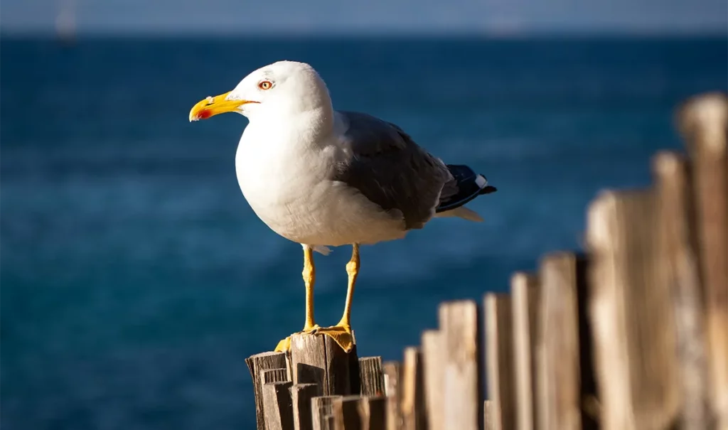 oiseaux à porquerolles