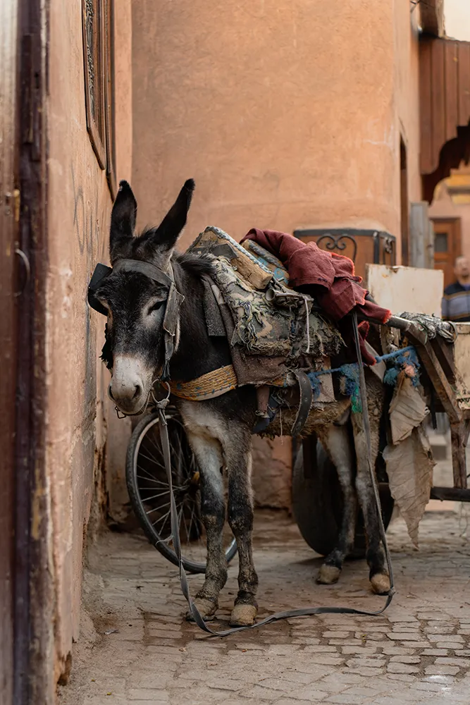 Que faire à Marrakech ? Les 10 visites incontournables 37