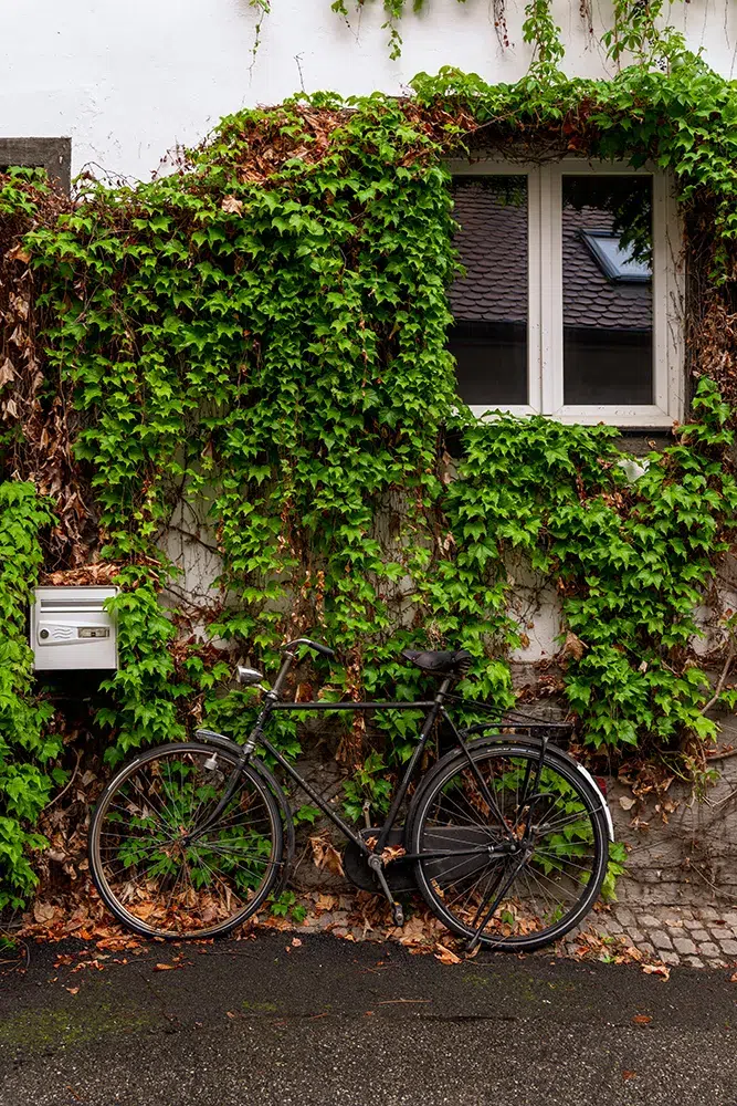 Que faire à Sélestat ? Une escapade au coeur du trésor caché de l'Alsace 6 Best places in Selestat