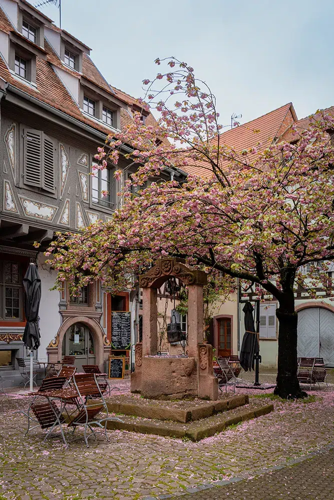 Que faire à Sélestat ? Une escapade au coeur du trésor caché de l'Alsace 4 Visit Selestat