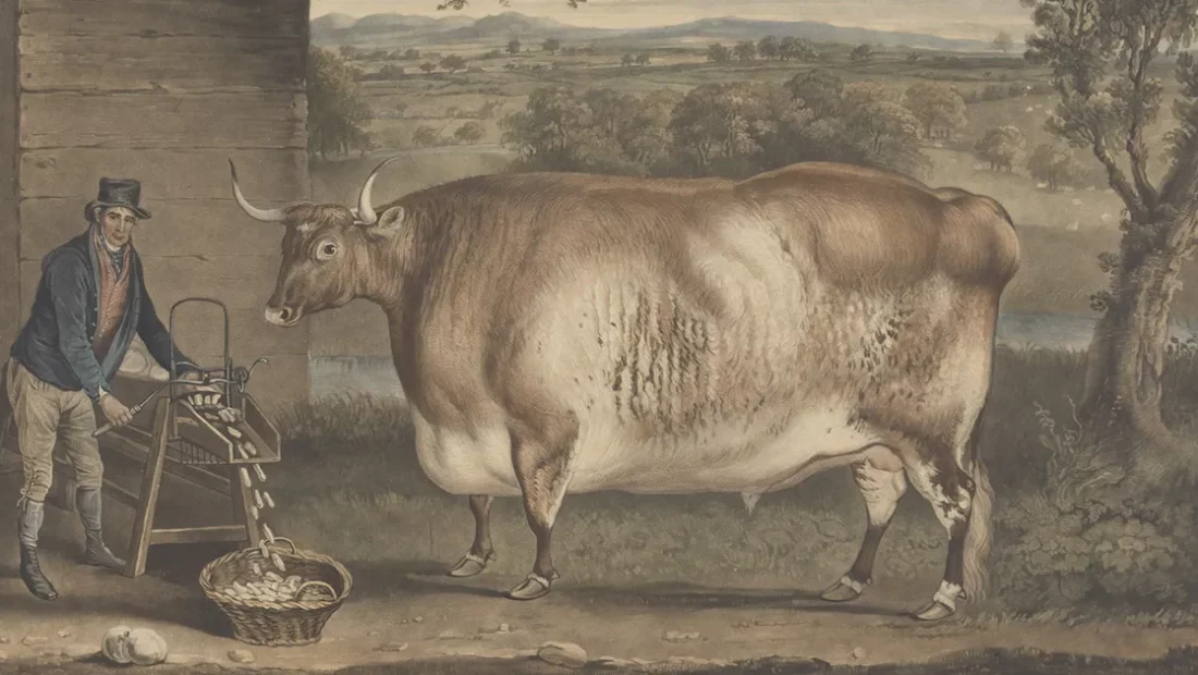 Square cows: an astonishing artistic fashion in 19th-century England 7