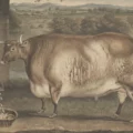 Des vaches carrées : cette étonnante mode artistique dans l’Angleterre du 19e siècle 7