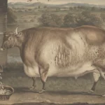 Des vaches carrées : cette étonnante mode artistique dans l’Angleterre du 19e siècle 2