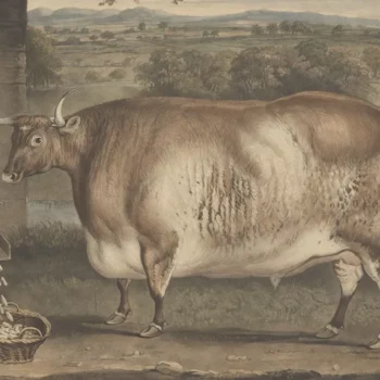 Des vaches carrées : cette étonnante mode artistique dans l’Angleterre du 19e siècle 1
