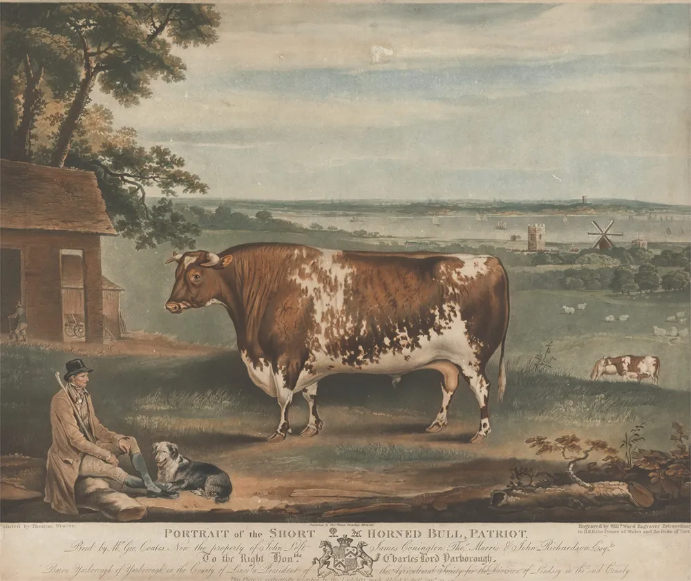 Des vaches carrées : cette étonnante mode artistique dans l’Angleterre du 19e siècle 3