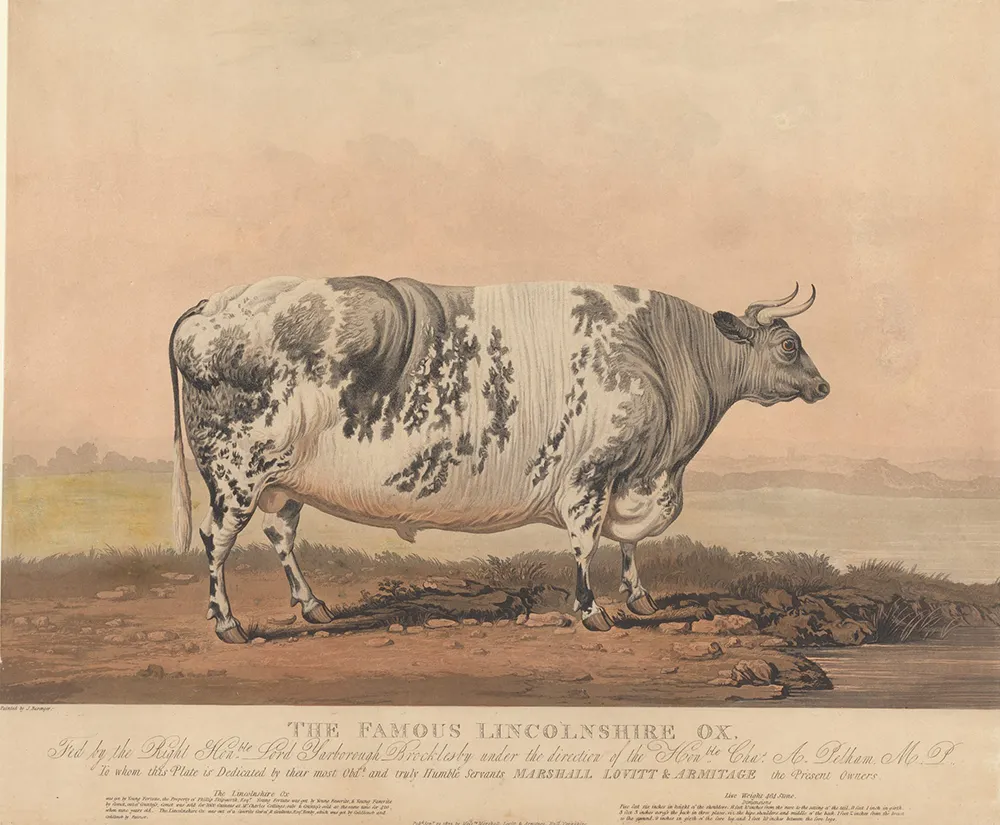 Des vaches carrées : cette étonnante mode artistique dans l’Angleterre du 19e siècle 5