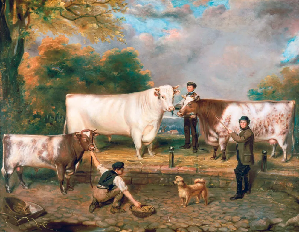 Des vaches carrées : cette étonnante mode artistique dans l’Angleterre du 19e siècle 8