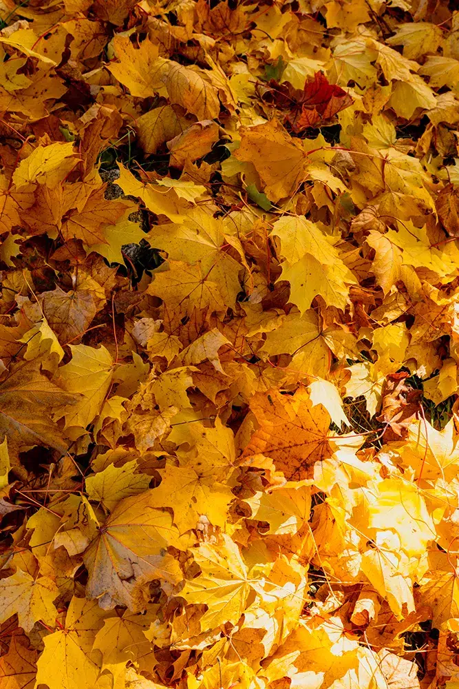 Visiter Munich : guide complet pour un séjour inoubliable en Bavière 25 Visiter Munich : guide complet pour un séjour inoubliable en Bavière 20