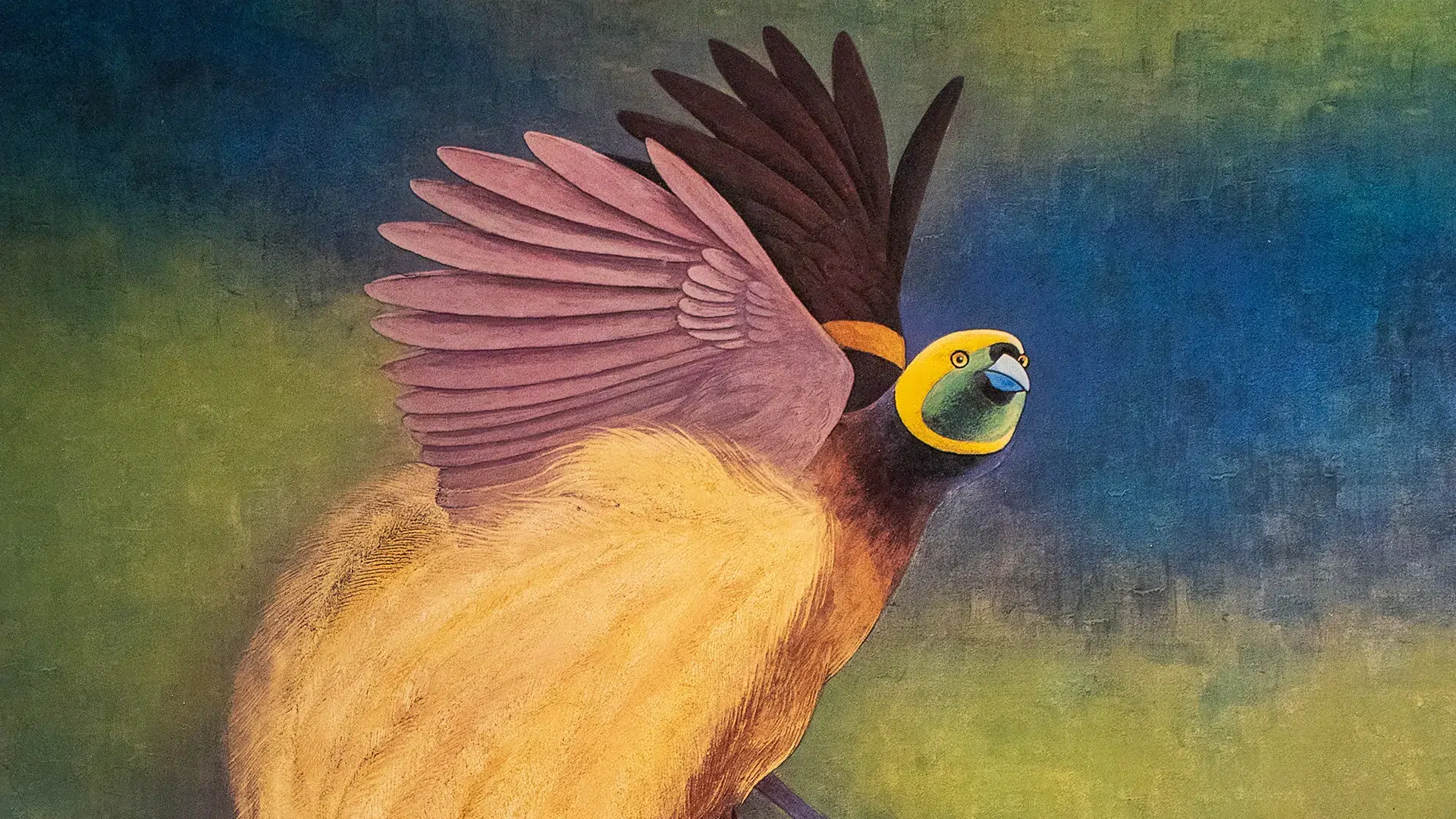 Exposition Oiseaux de Paradis au musée du Quai Branly