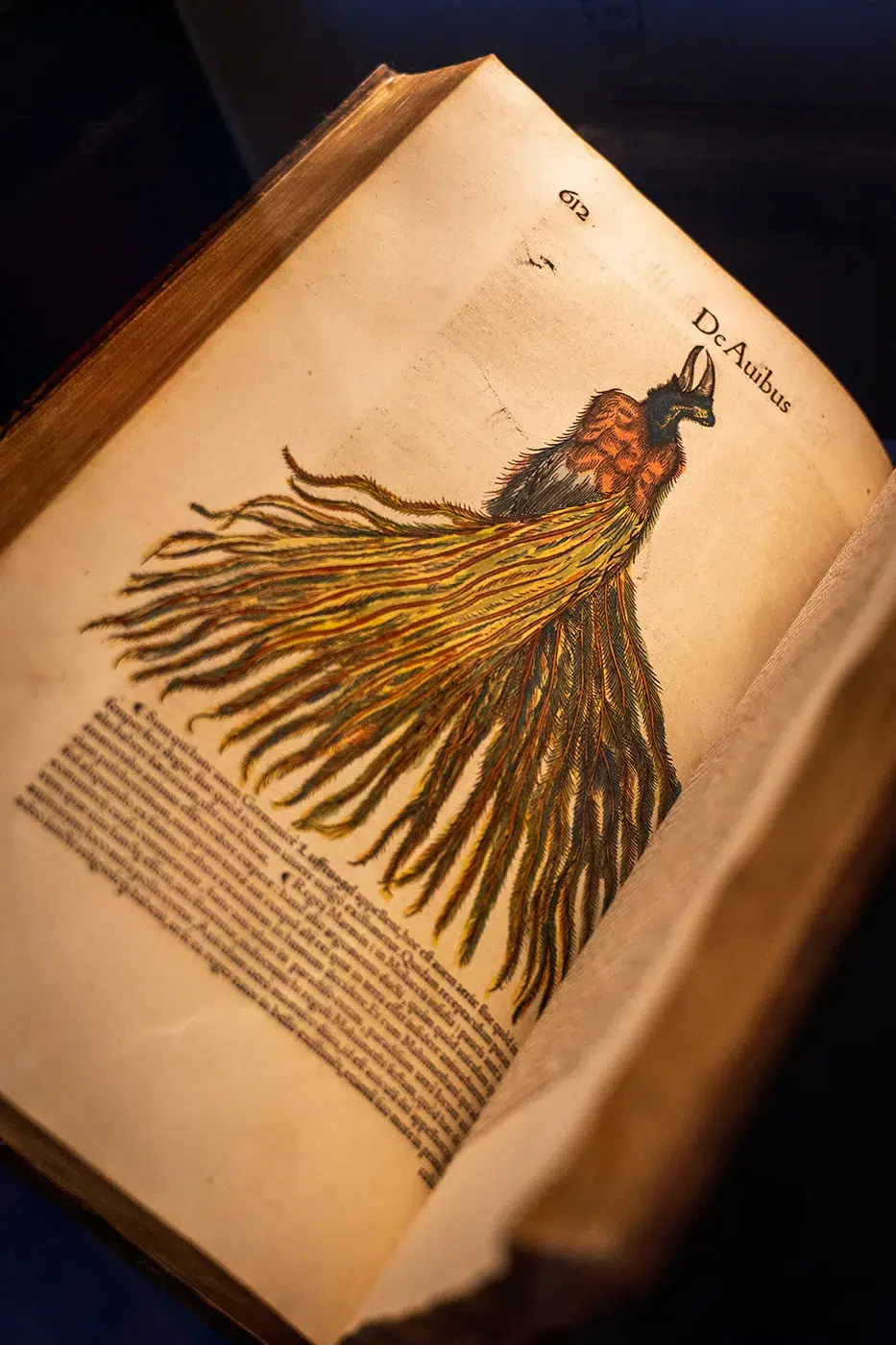 Exposition "Plumes du paradis" : l'étonnant voyage d'un oiseau extraordinaire au musée du quai Branly - Jacques Chirac 6 Exposition "Plumes du paradis" : l'étonnant voyage d'un oiseau extraordinaire au musée du quai Branly - Jacques Chirac 6