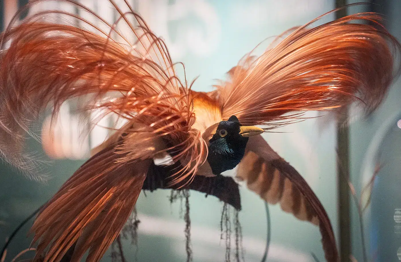 Exposition "Plumes du paradis" : l'étonnant voyage d'un oiseau extraordinaire au musée du quai Branly - Jacques Chirac 1 Exposition "Plumes du paradis" : l'étonnant voyage d'un oiseau extraordinaire au musée du quai Branly - Jacques Chirac 1