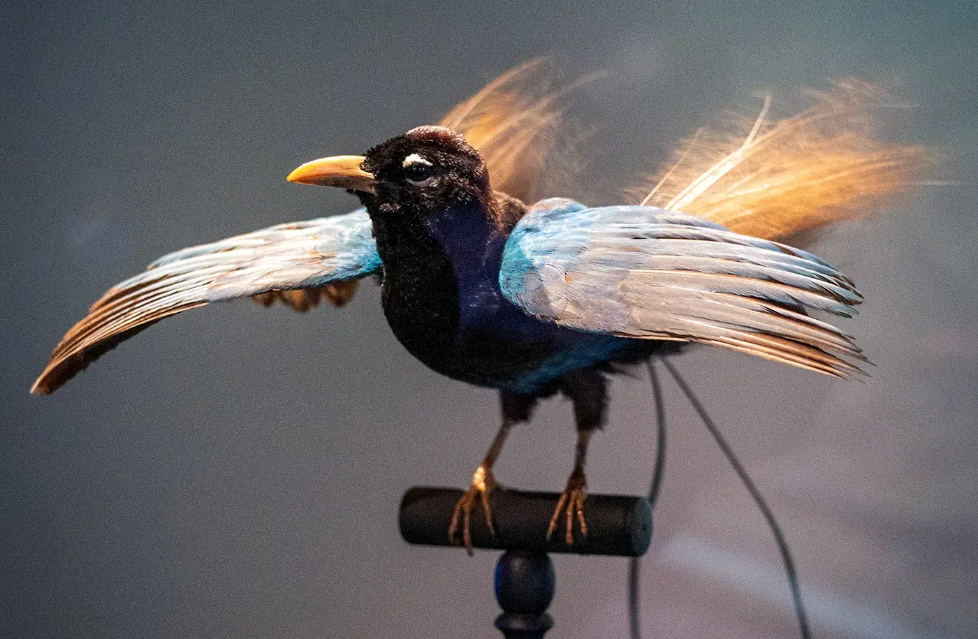 Exposition "Plumes du paradis" : l'étonnant voyage d'un oiseau extraordinaire au musée du quai Branly - Jacques Chirac 2 Exposition "Plumes du paradis" : l'étonnant voyage d'un oiseau extraordinaire au musée du quai Branly - Jacques Chirac 2