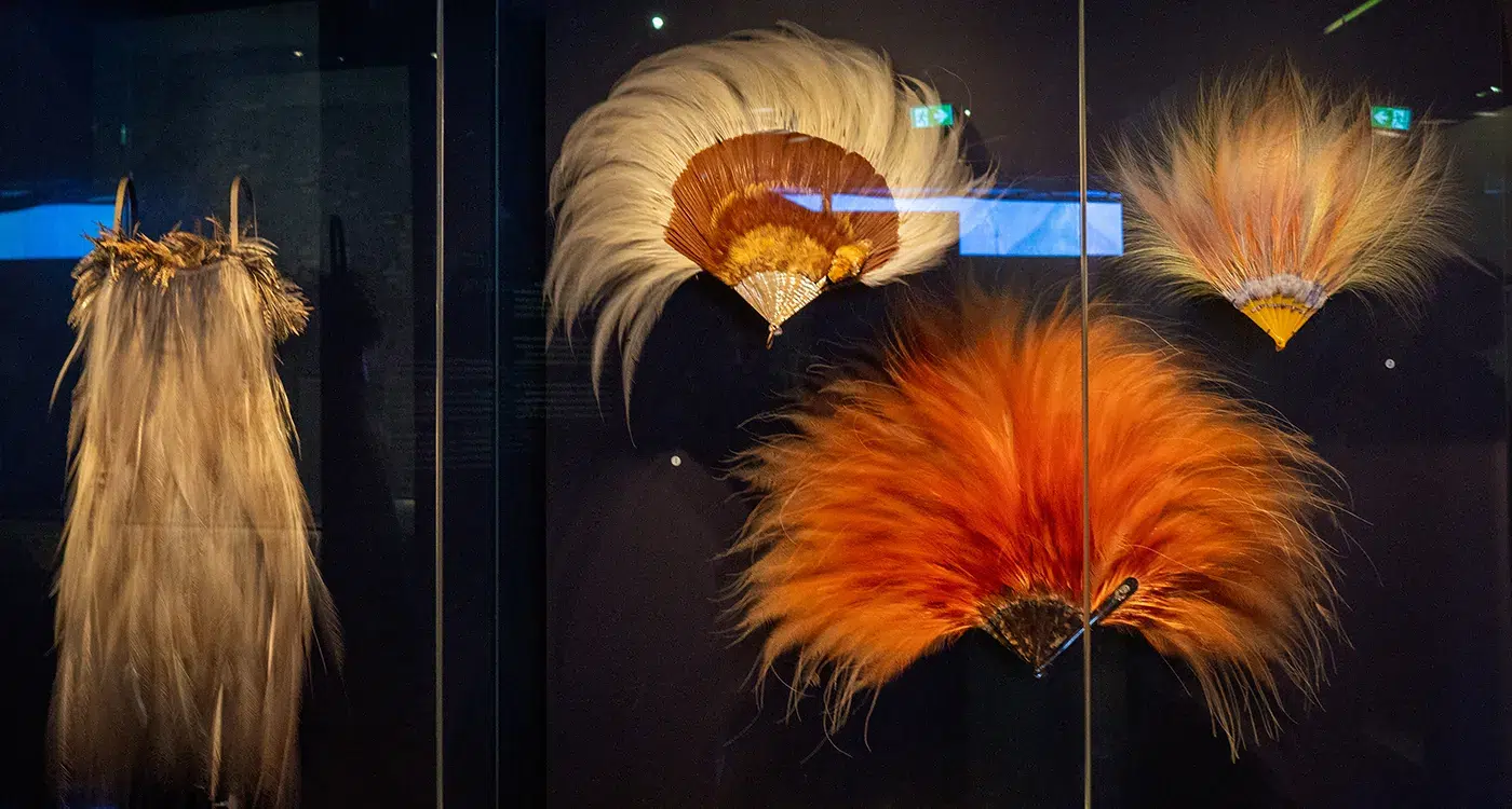 Exposition "Plumes du paradis" : l'étonnant voyage d'un oiseau extraordinaire au musée du quai Branly - Jacques Chirac 9 Exposition "Plumes du paradis" : l'étonnant voyage d'un oiseau extraordinaire au musée du quai Branly - Jacques Chirac 9