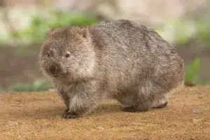 Quiz : Testez vos connaissances sur les animaux ! 1