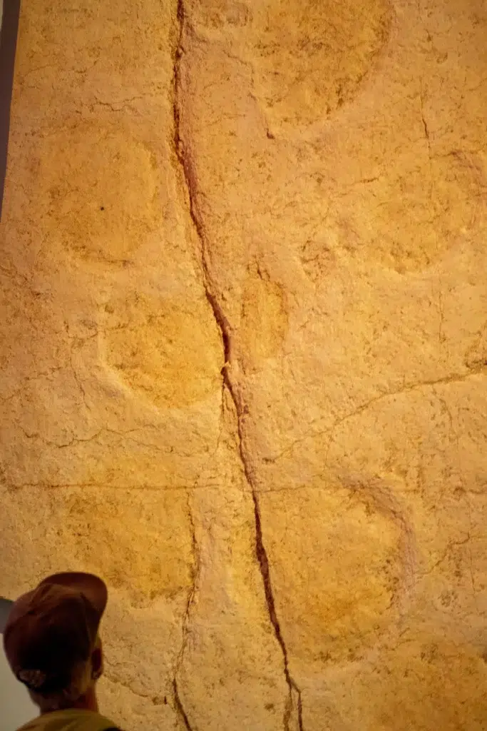 Au Muséum de Paris, une exposition pour marcher dans les pas des dinosaures 1