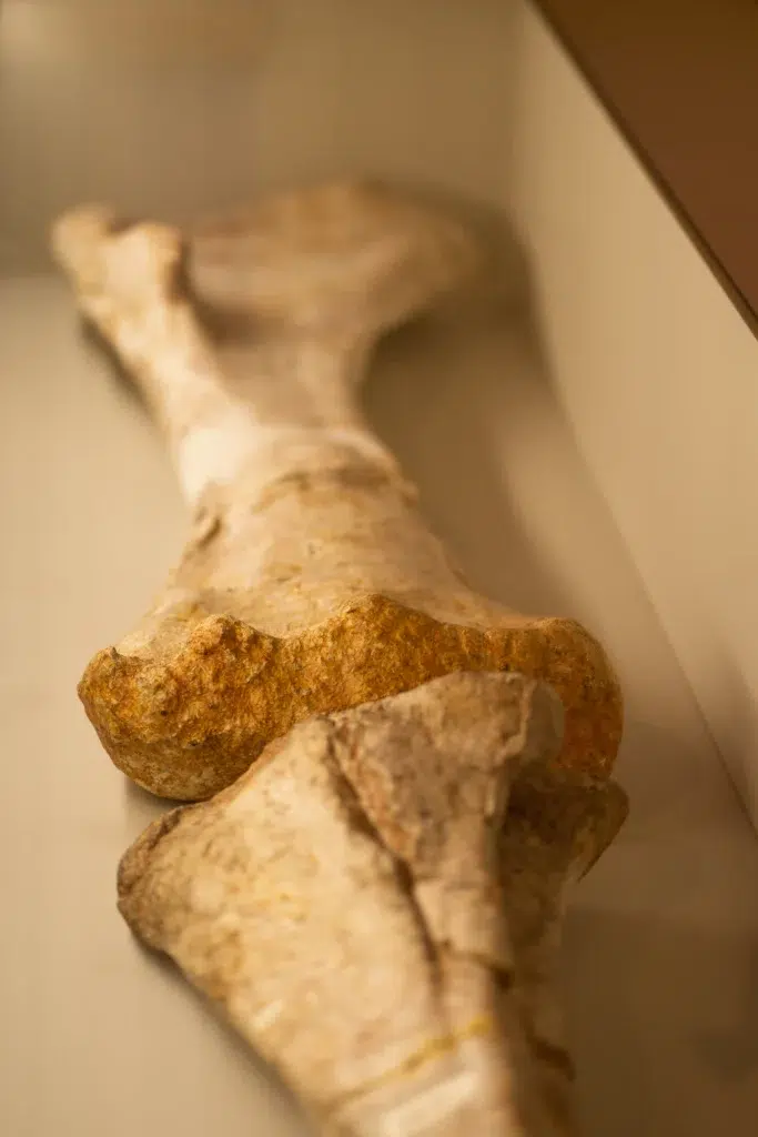 Au Muséum de Paris, une exposition pour marcher dans les pas des dinosaures 2