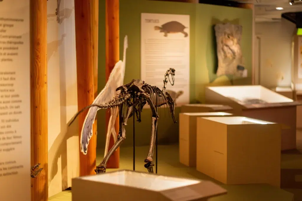 Au Muséum de Paris, une exposition pour marcher dans les pas des dinosaures 3